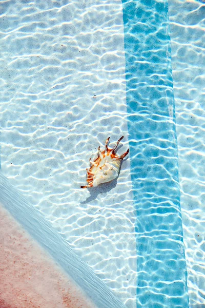 Coquillage sous-marin au fond de la piscine, ondulations sur l'eau — Photo