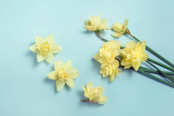 Yellow daffodils isolated on a light blue background, top view flatlay, minimalistic style — Stockfoto