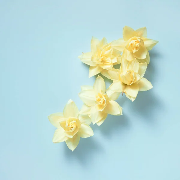 Yellow daffodils isolated on a light blue background, top view flatlay, minimalistic style — Stok fotoğraf