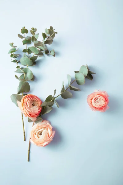 Blommor sammansättning med rosa blommor och eukalyptus grenar på blå bakgrund. Platt låg, ovanifrån, minimalistisk stil — Stockfoto