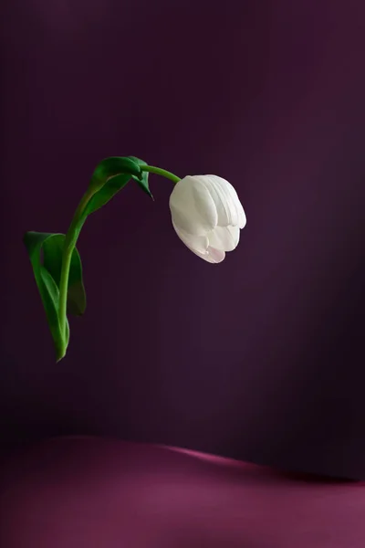 Феминизм, хрупкость и одиночество: одинокий тюльпан левитирует на фиолетовом фоне в лучах света — стоковое фото