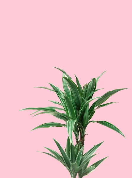 Tropical plant leaves isolated on pink background, vertical shot with copy space — Stock Photo, Image