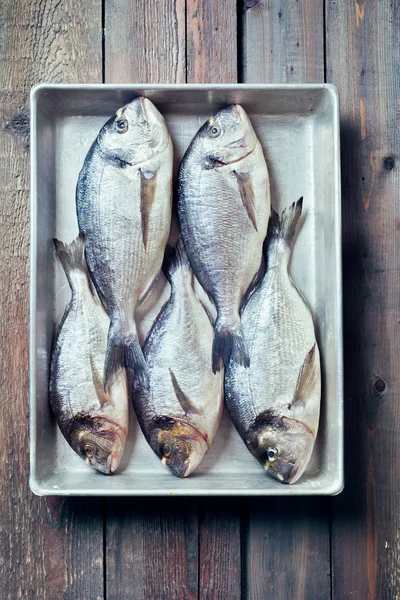 Five sea bream fish on a tray, toned photo — Stock Photo, Image
