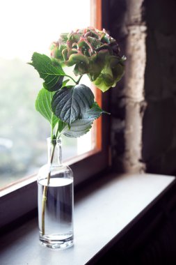 Bir şişe üzerinde bir eski ev pencere pervazına ortanca çiçek