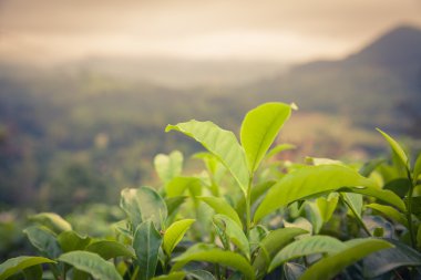 Çay günbatımı renklerde kalkıyor