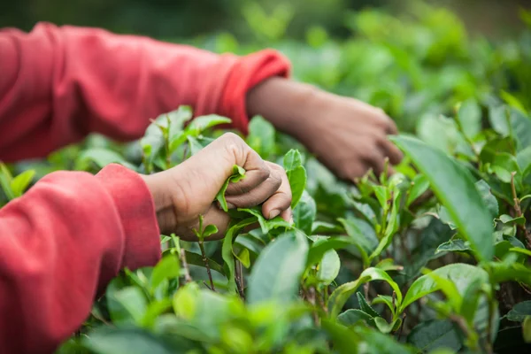 Hands of tea picker on Sri Lanka — Stock Photo, Image