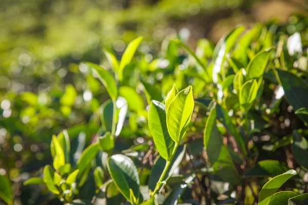 Teh daun di pagi hari matahari terbit — Stok Foto