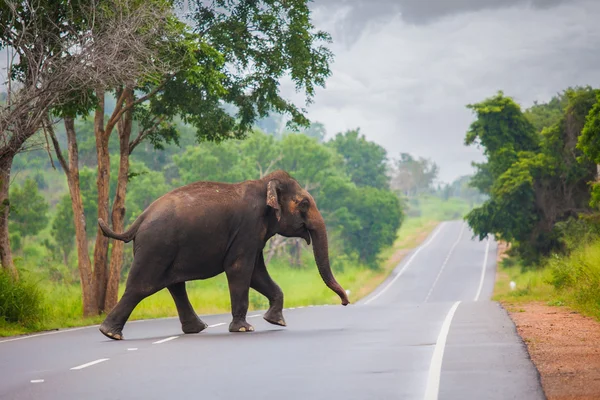 Elefante em estado selvagem na ilha do Sri Lanka — Fotografia de Stock