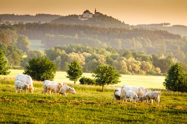 Paesaggio albeggiante boemo — Foto Stock