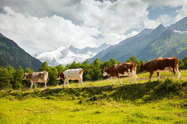 Vacas en montañas de los Alpes —  Fotos de Stock