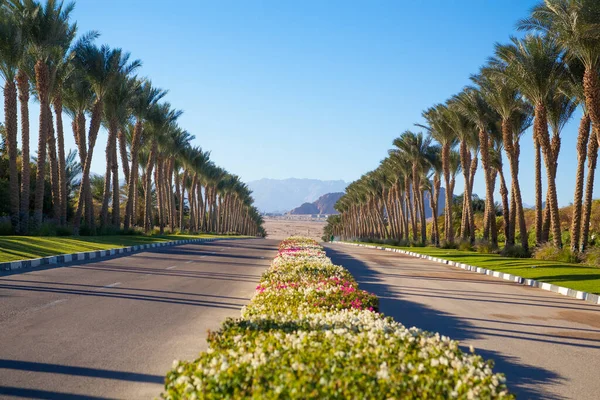 Parktaki palmiye ağaçları