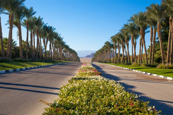 Parktaki palmiye ağaçları