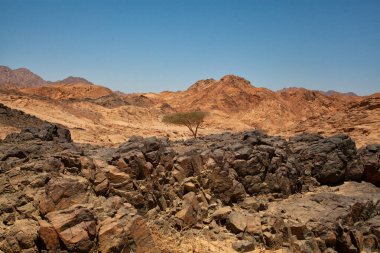 Mısır çölünde seyahat