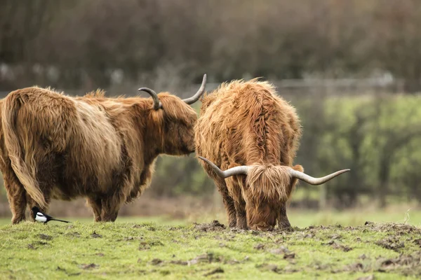 Hermoso escocés Highland Ganado pastoreo en campo de granja — Foto de Stock
