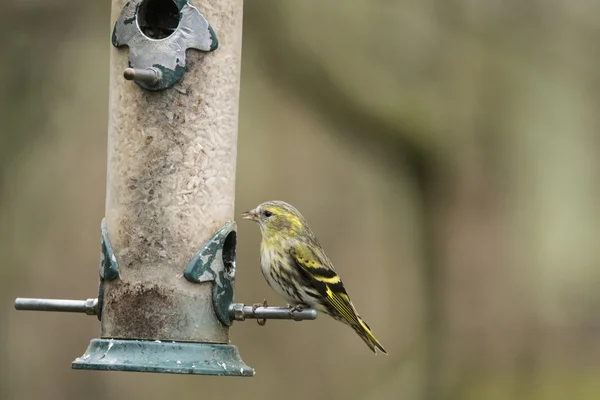 Siskin carduelis spnus pájaro salvaje en brd alimentado en el jardín — Foto de Stock