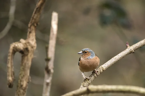 정원에 새 지류에 아름 다운 chaffinch friugilla coelebs — 스톡 사진