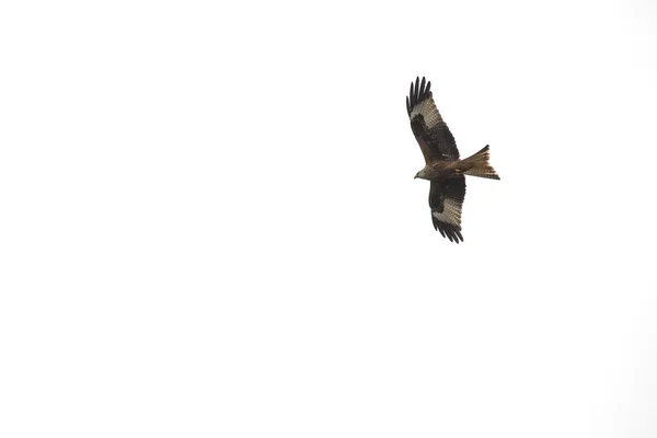 Beautiful red kite milvus milvus soaring in clear sky — Stock Photo, Image