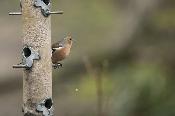 Belle frugilla coelebs de pintade sur mangeoire à oiseaux dans le jardin — Photo