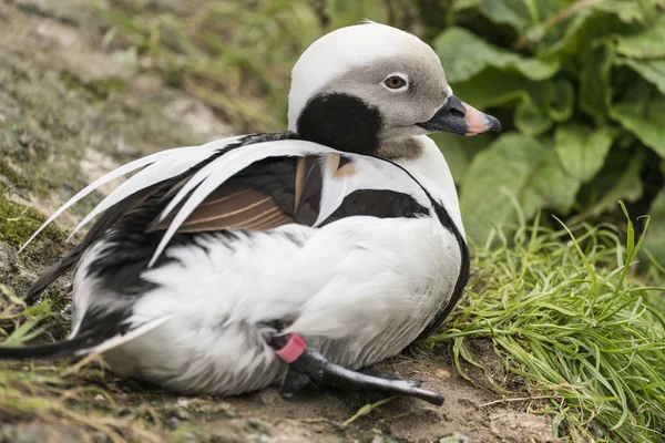 美しい長い後につかれた鴨アカオカケス Hyemalis 鳥 — ストック写真