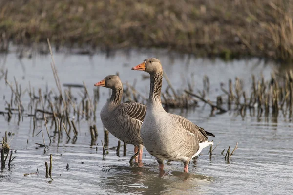 Schöne Graugans Ameisenanser in Feuchtgebietslandschaft — Stockfoto