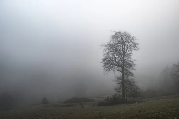 Náladový dramatické foggy Lesní krajina podzim jaro podzim — Stock fotografie