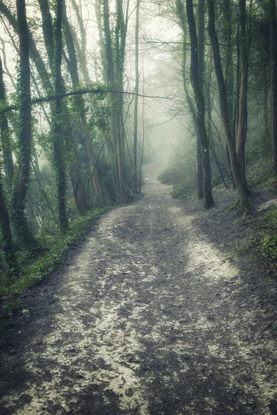 Moody dramatic foggy forest landscape Spring Autumn Fall — Stock Photo, Image