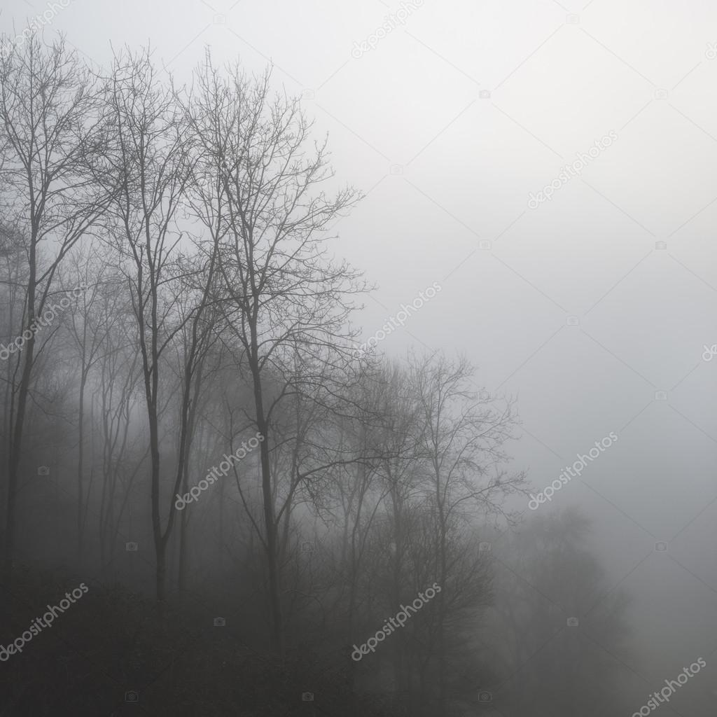 Moody dramatic foggy forest landscape Spring Autumn Fall