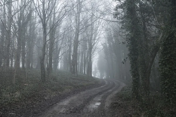 Náladový dramatické foggy Lesní krajina podzim jaro podzim — Stock fotografie