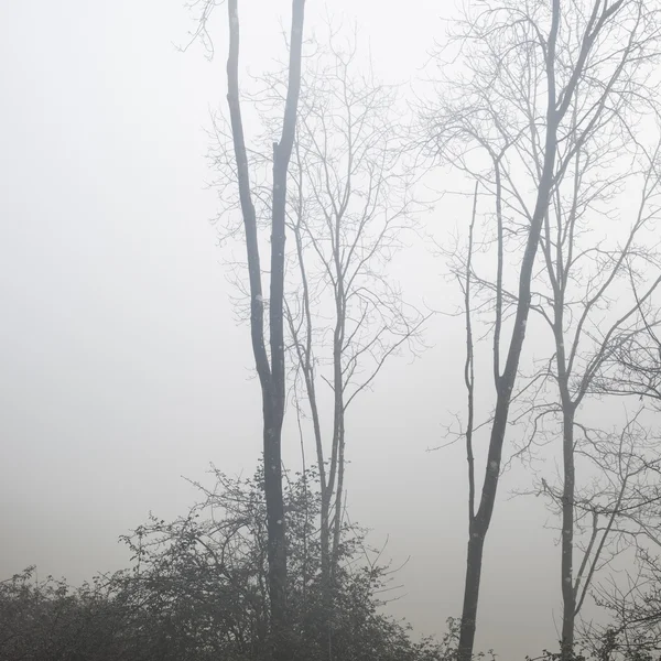 Moody dramático nevoeiro floresta paisagem Primavera Outono Outono Outono — Fotografia de Stock