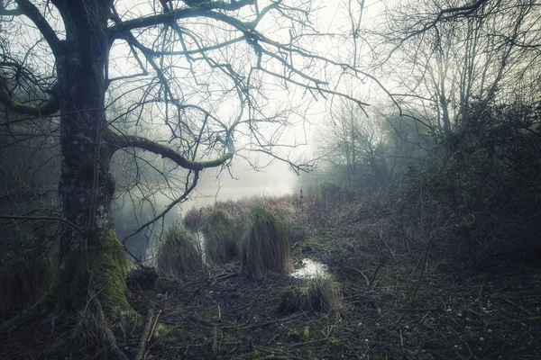 Moody dramatic foggy forest landscape Spring Autumn Fall — Stock Photo, Image