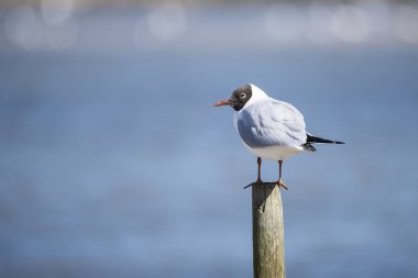 Akdeniz martı Icthyaetus Melanocephalus portresi