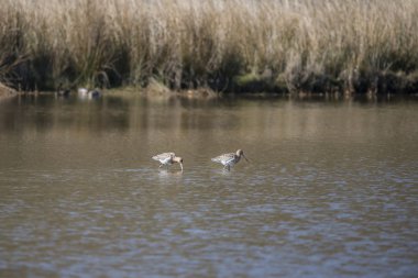 Çulluğu limosa limosa sığ wat besleme siyah çift kuyruklu