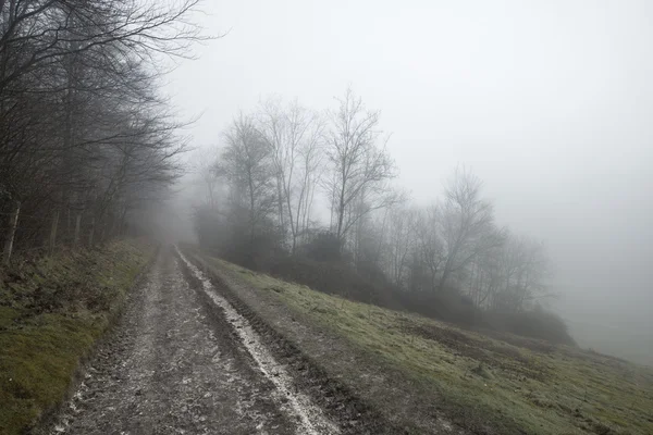 Moody dramatic foggy forest landscape Spring Autumn Fall — Stock Photo, Image