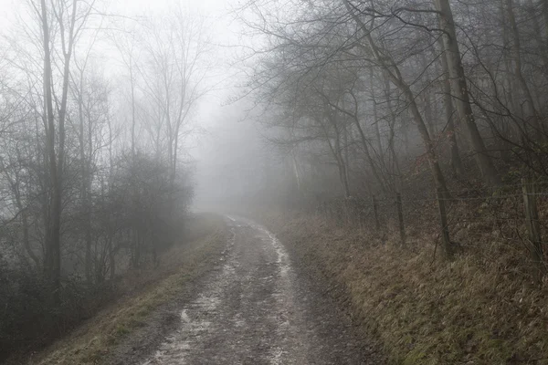 Náladový dramatické foggy Lesní krajina podzim jaro podzim — Stock fotografie