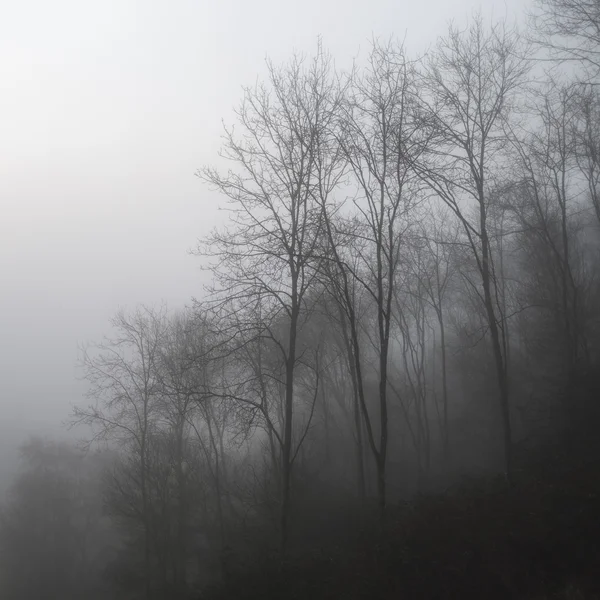 Moody dramático nevoeiro floresta paisagem Primavera Outono Outono Outono — Fotografia de Stock
