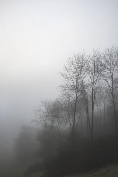 Humeurig dramatische mistige boslandschap voorjaar Autumn Fall — Stockfoto