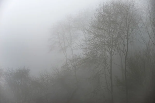 Náladový dramatické foggy Lesní krajina podzim jaro podzim — Stock fotografie