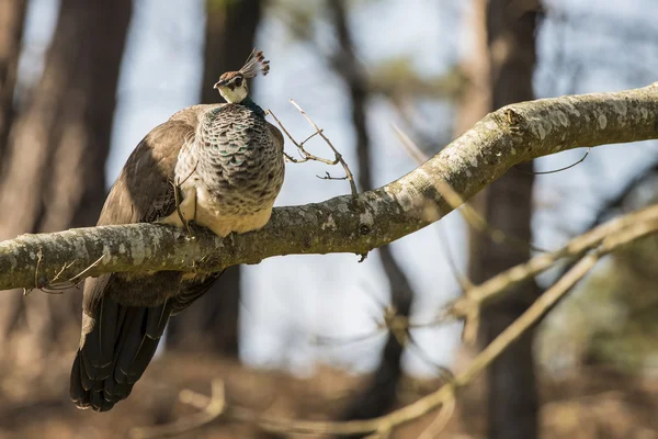 Mooie peahen rustgebieden in boslandschap — Stockfoto