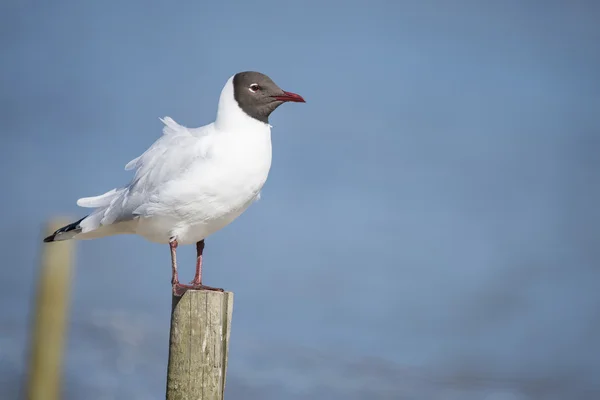 Porträtt av Icthyaetus Melanocephalus Svarthuvad mås — Stockfoto