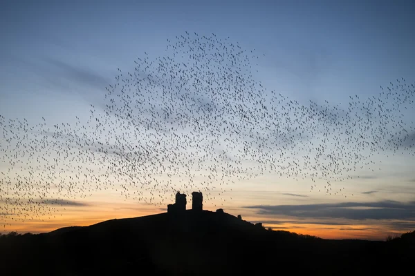 Murmuration of starlings over fairytale castle ruins in sunset l — Stock Photo, Image