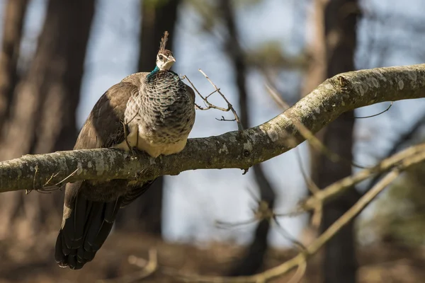 Beautiful peahen roosting in forest landscape — Stock Photo, Image