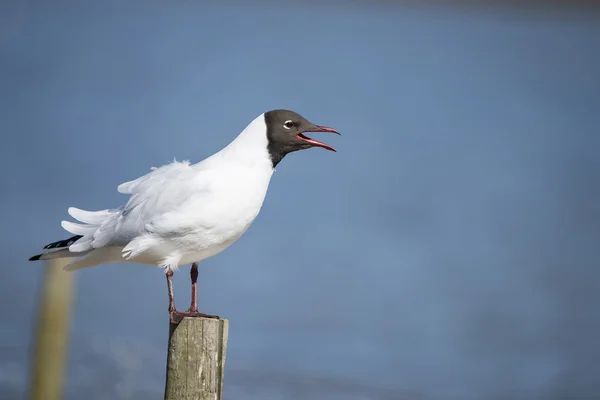 Portret van Zwartkopmeeuw Icthyaetus Melanocephalus — Stockfoto