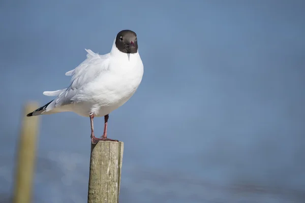 Porträtt av Icthyaetus Melanocephalus Svarthuvad mås — Stockfoto