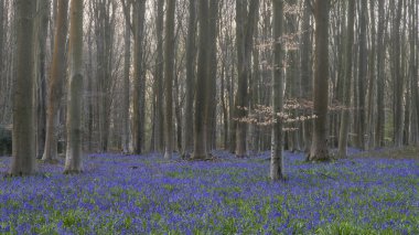 Stunning landscape of bluebell forest in Spring in English count clipart