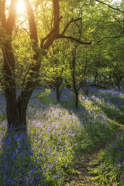 Splendido paesaggio della foresta di BlueBell in primavera in inglese contare — Foto Stock