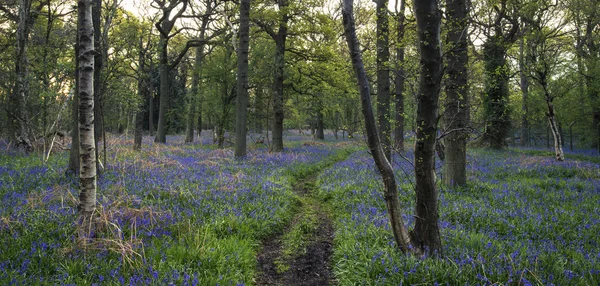 Paisagem deslumbrante da floresta de bluebell na primavera em contagem de Inglês — Fotografia de Stock