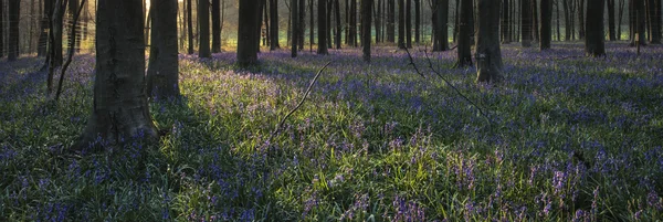 Atemberaubende Landschaft des Bluebell Forest im Frühling in Englisch zählen — Stockfoto