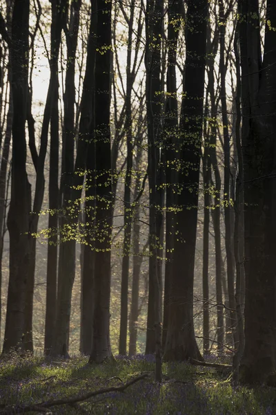 Stunning early morning forest landscape in Spring with sunlight — Stock Photo, Image