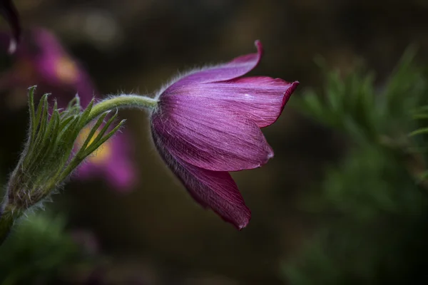 Εκπληκτική εικόνα μακροεντολή της Pulsatilla Vulgaris λουλούδι στην άνθιση — Φωτογραφία Αρχείου