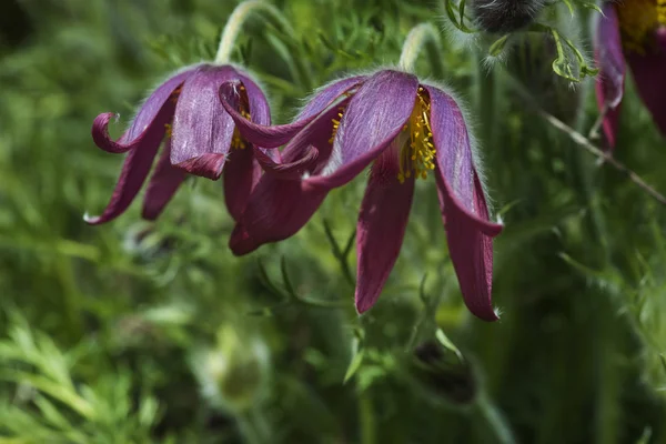 Impresionante imagen macro de Pulsatilla Vulgaris flor en flor —  Fotos de Stock